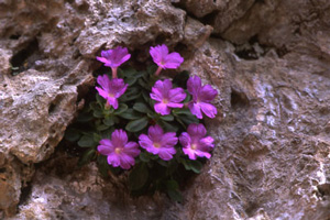 primev&egrave;res d'allionii