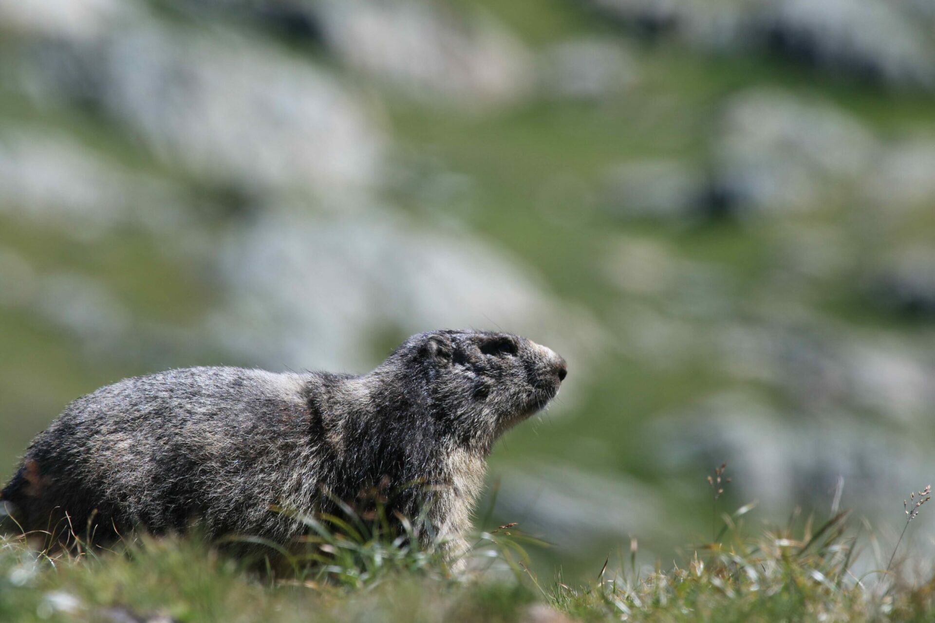 Une marmotte dans une prairie de montagne